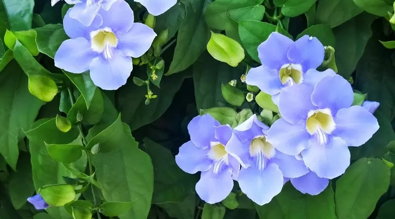 How to propagate thunbergia plants?