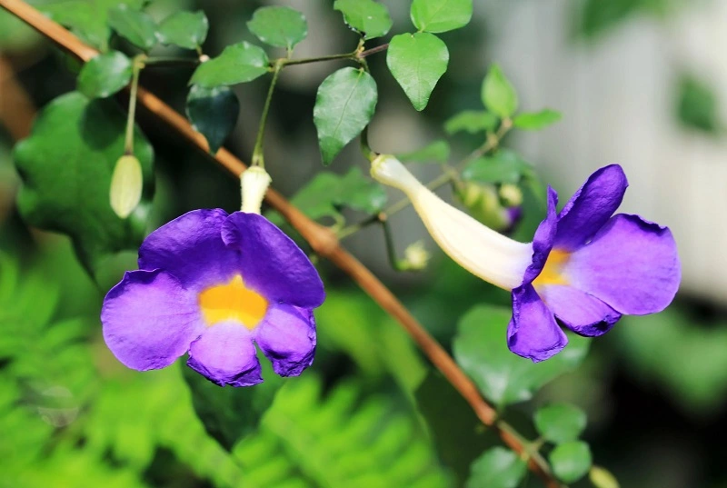 Thunbergia - culture et besoins