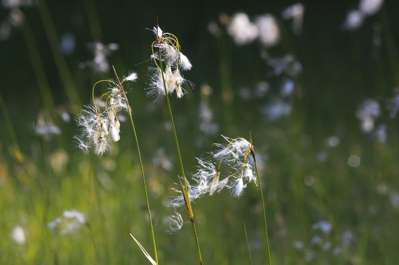 L'herbe des prés - une idée originale de pelouse