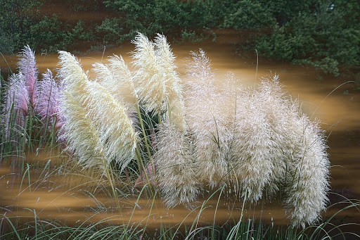 The most popular pampas grass - species