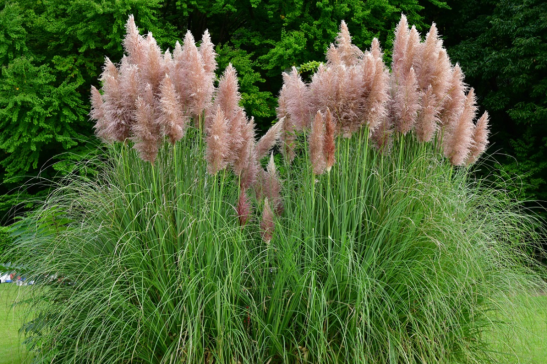 Decorative pampas grass