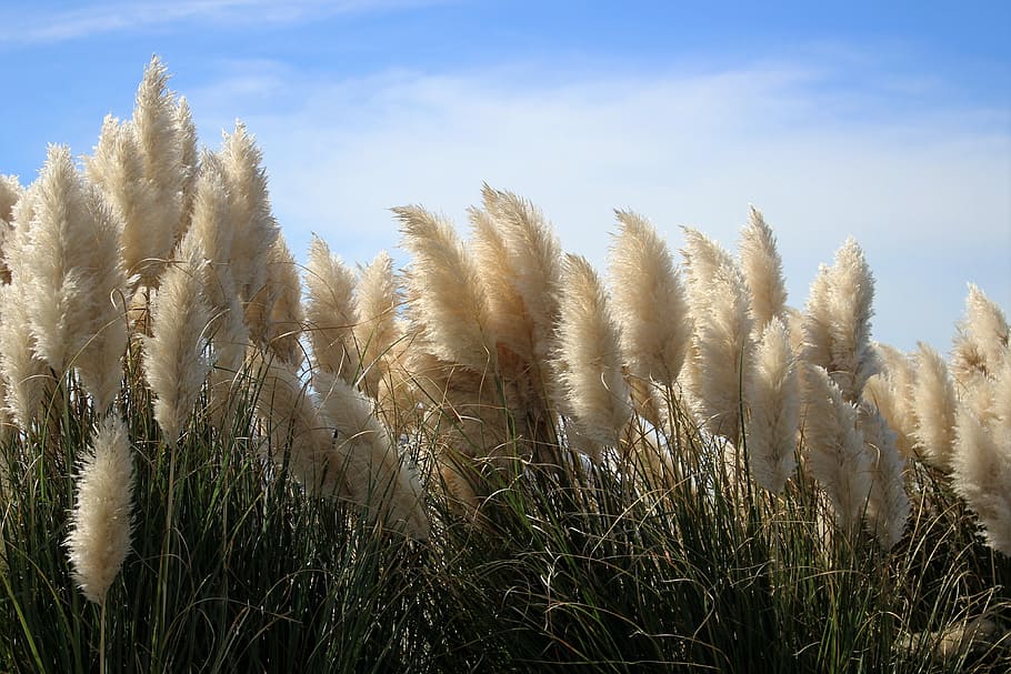 What is pampas grass?