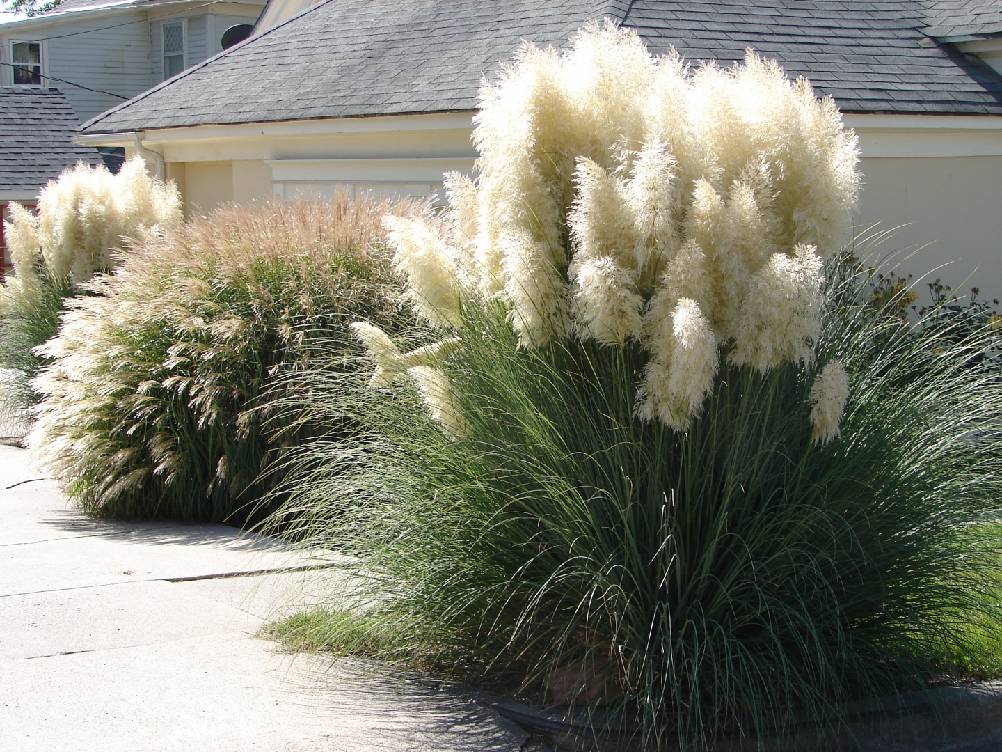 How to propagate pampas grass?