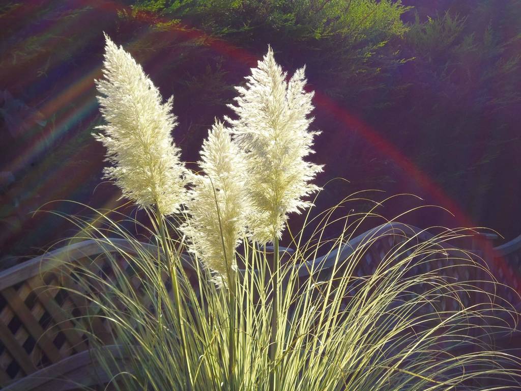 How to care for pampas grass?