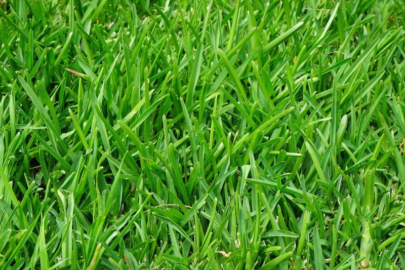 What is self-repairing grass and how dies it work?