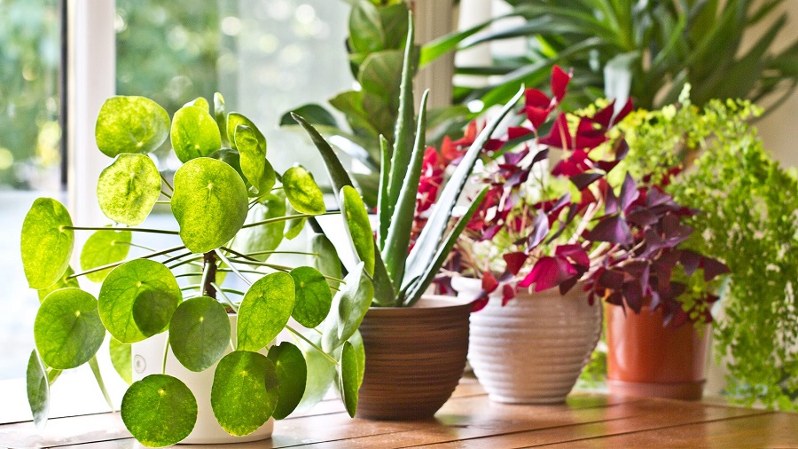What to do is you had contact with poisonous houseplants?