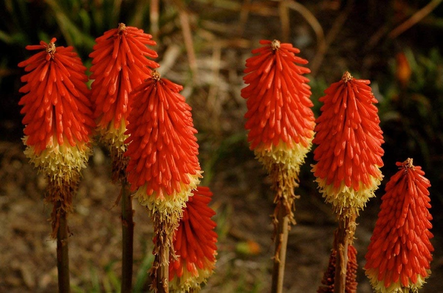 Are red hot pokers resistant to diseases and pests?