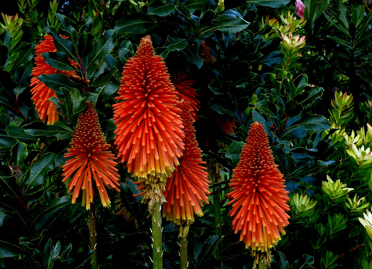 Red Hot Pokers - Learn  How to Care for Torch Lily