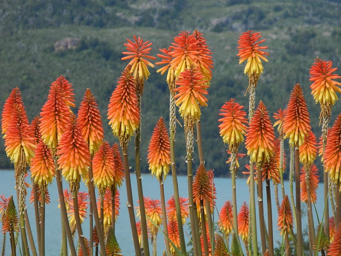 What do red hot pokers look like?