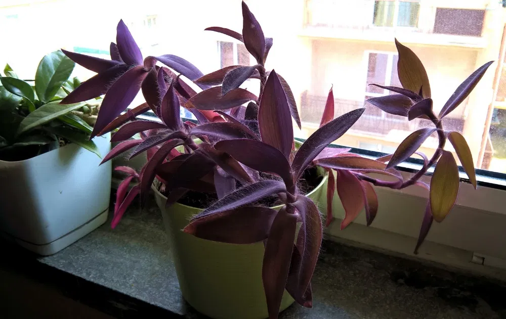 Purple spiderwort - indoor plant