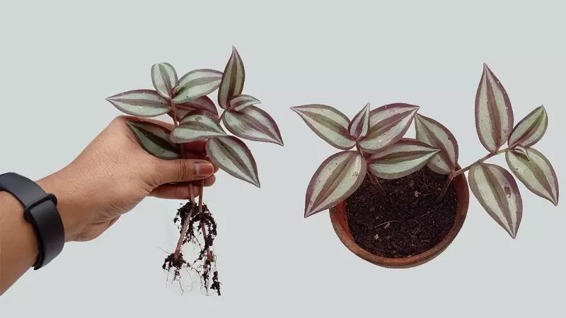 Trzykrotka – rozmnażanie rośliny