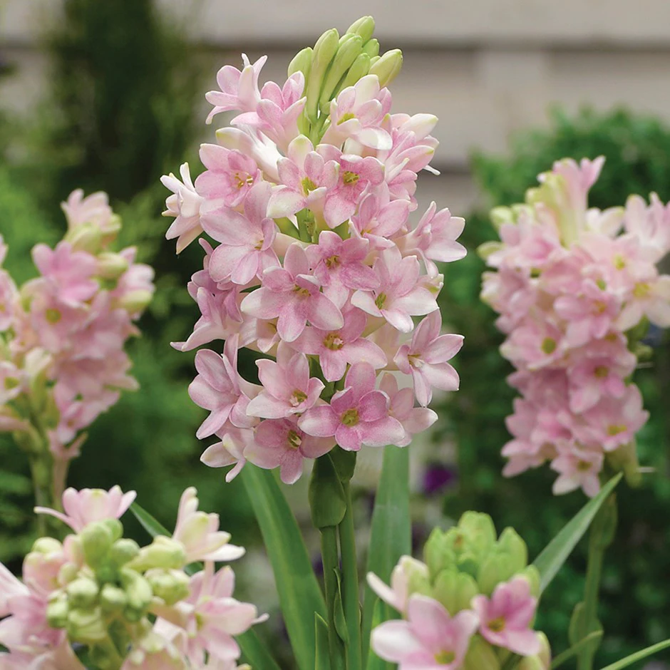 Tuberose – how to water and fertilize the plant?