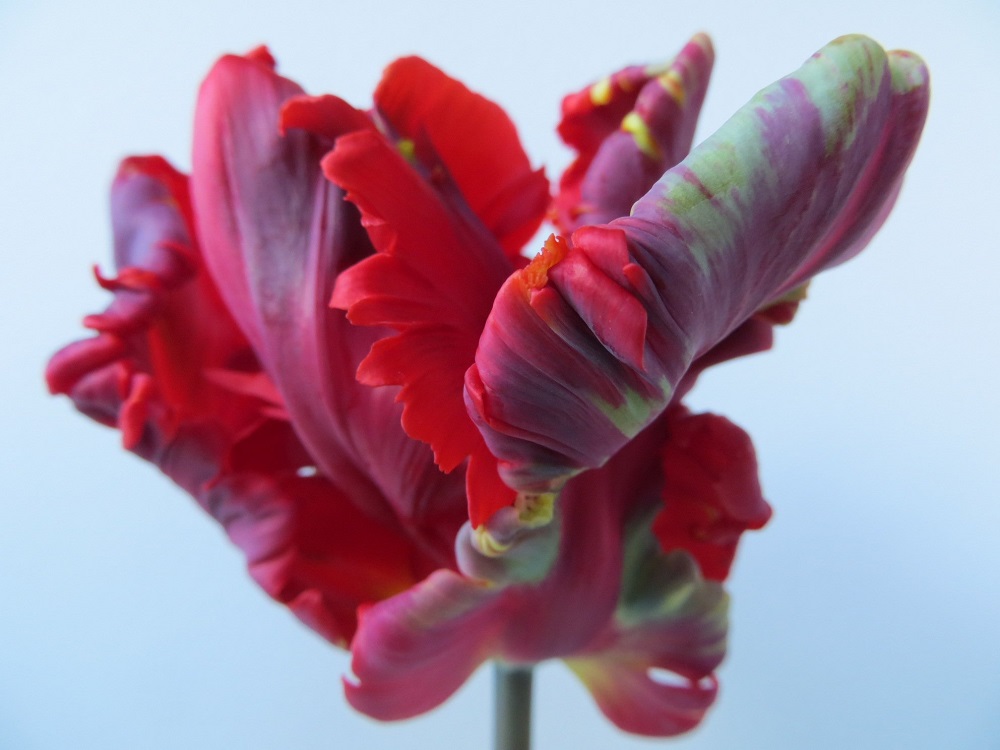 Roccoco tulips