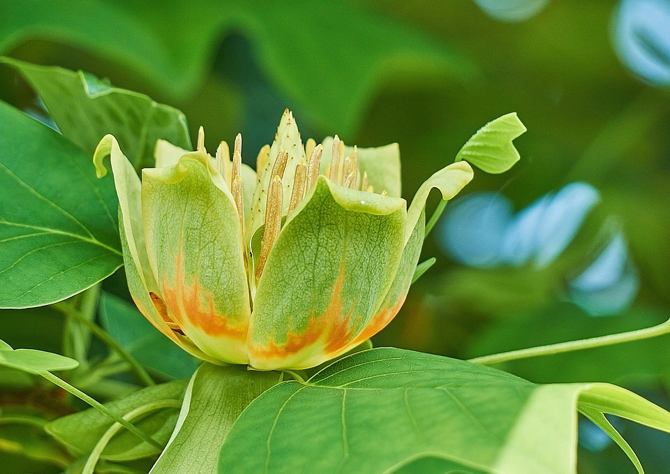 Tulipanowiec - charakterystyka drzewa