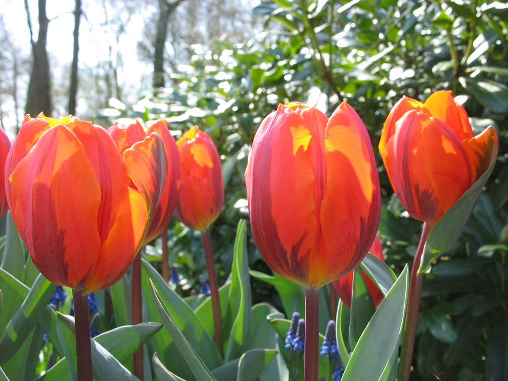 Hermitage tulips