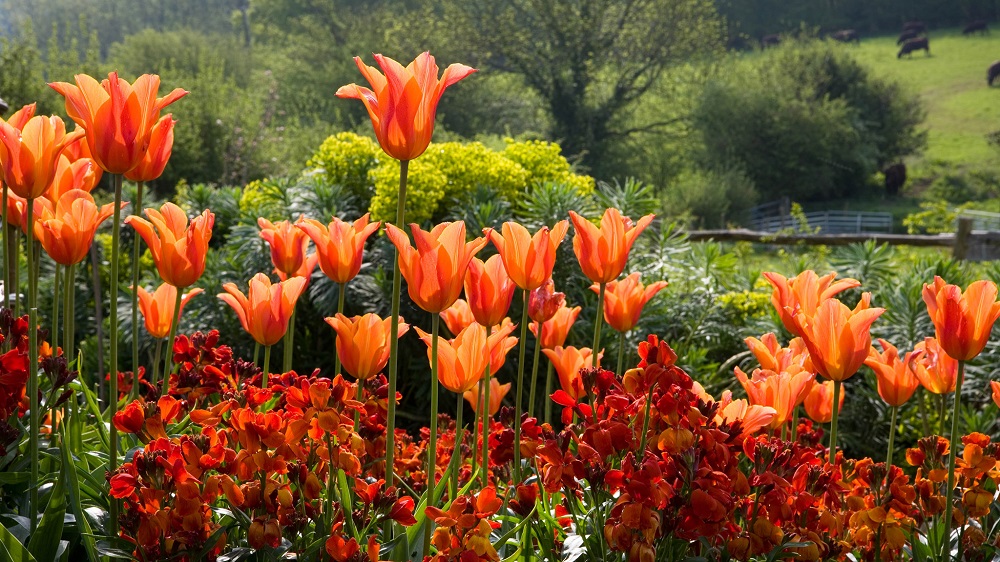 Tulipanes en el jardín
