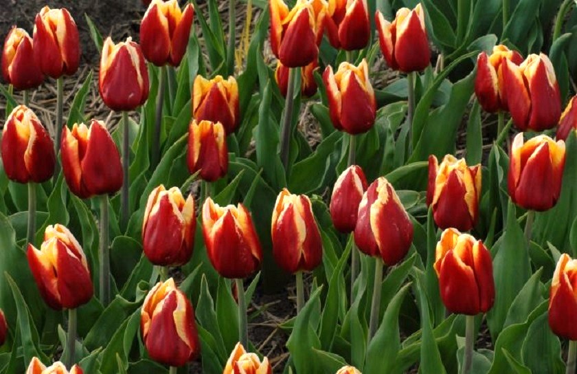 Reputazione Tulipano