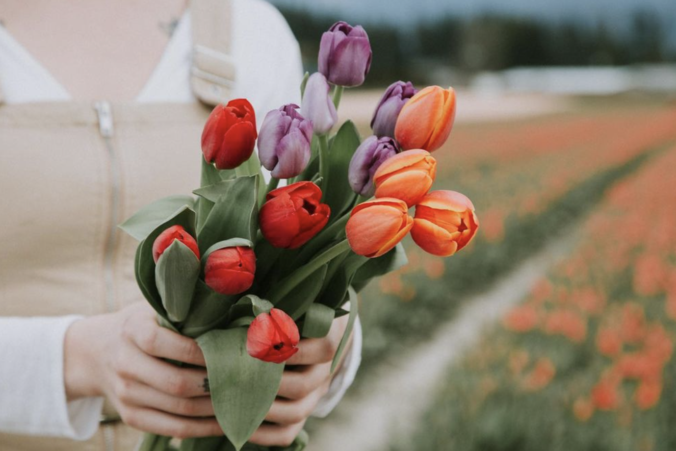 Tulipany - Uprawa, Wymagania, Pielęgnacja i Sadzenie Tulipanów