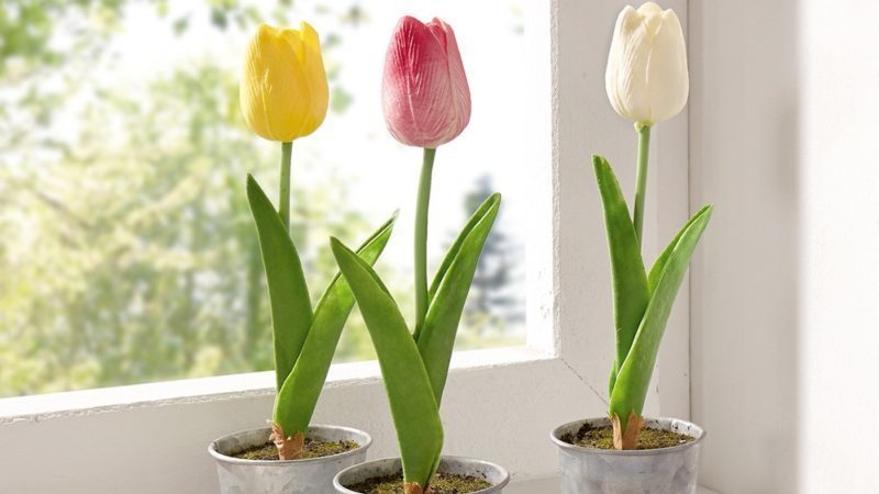 Tulipan - trujące kwiaty doniczkowe dla kota