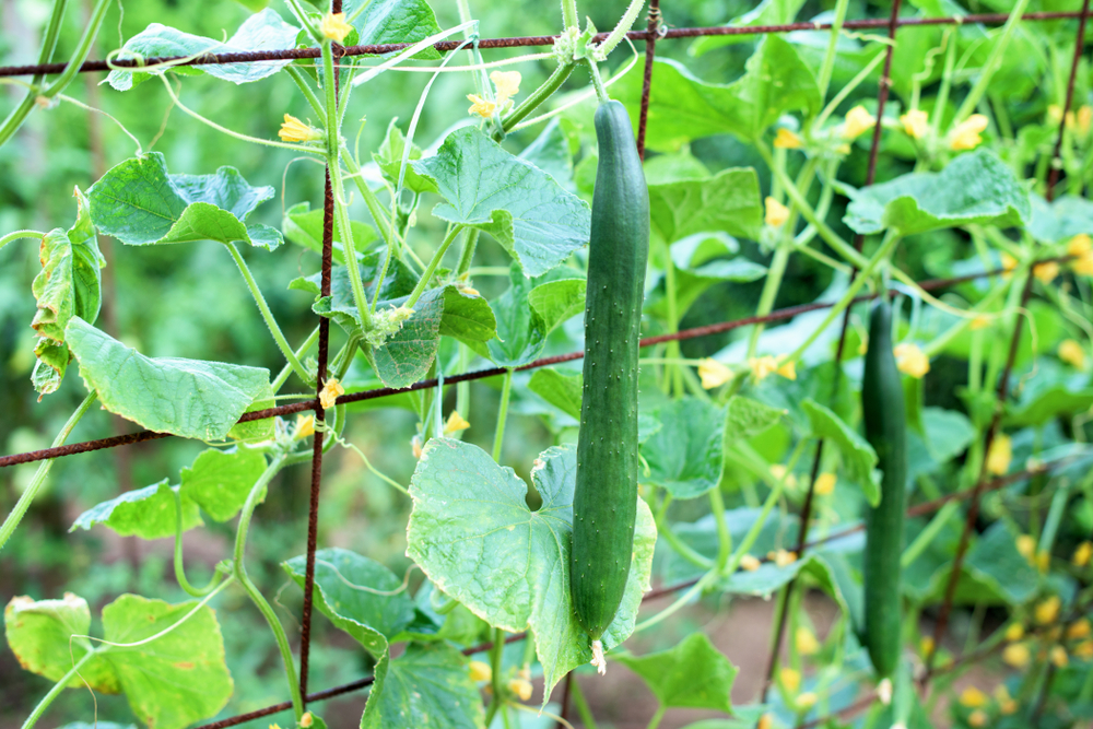 Cultivo de pepinos en espaldera