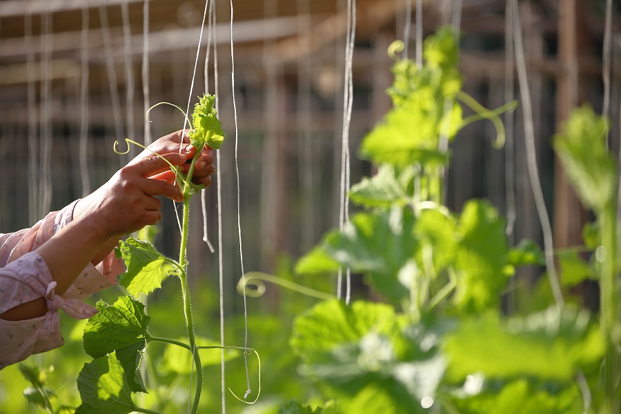 Come coltivare cetrioli in verticale su corde?