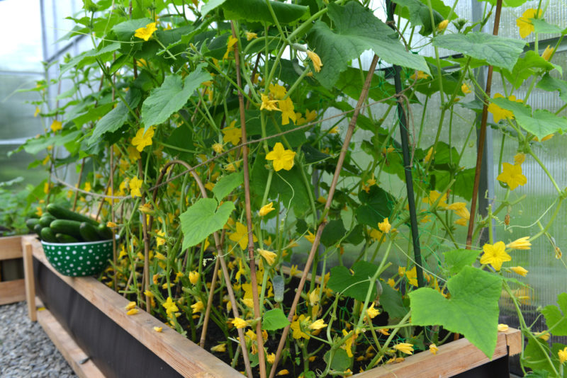 Growing cucumbers in containers
