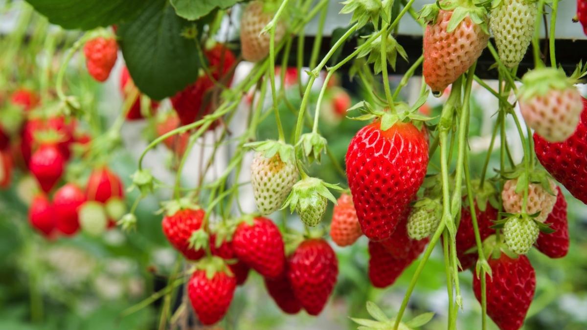 Wann sollen Erdbeeren gepflanzt werden?