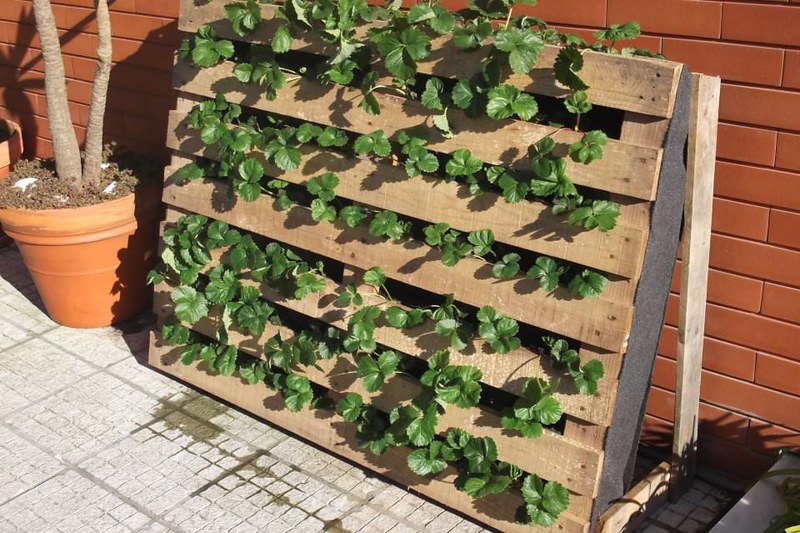 Mały balkon warzywa