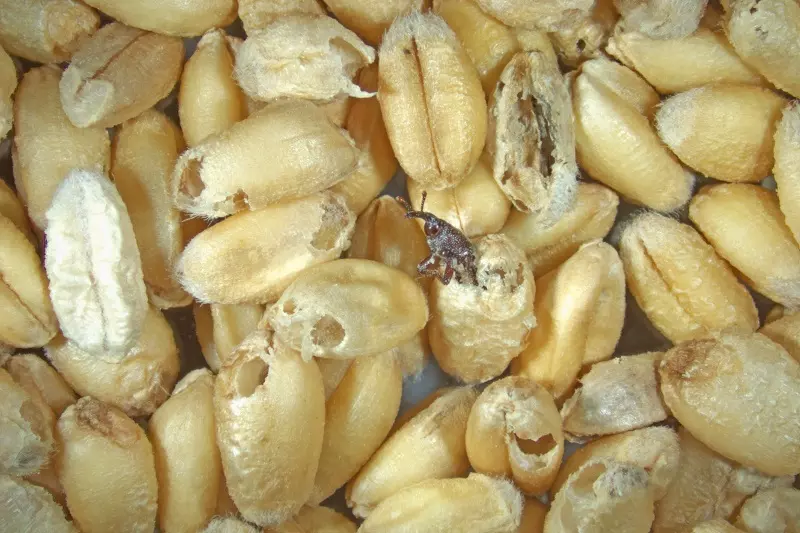 What temperature kills wheat weevils?