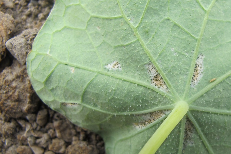 Thrips on plants - where do they come from?
