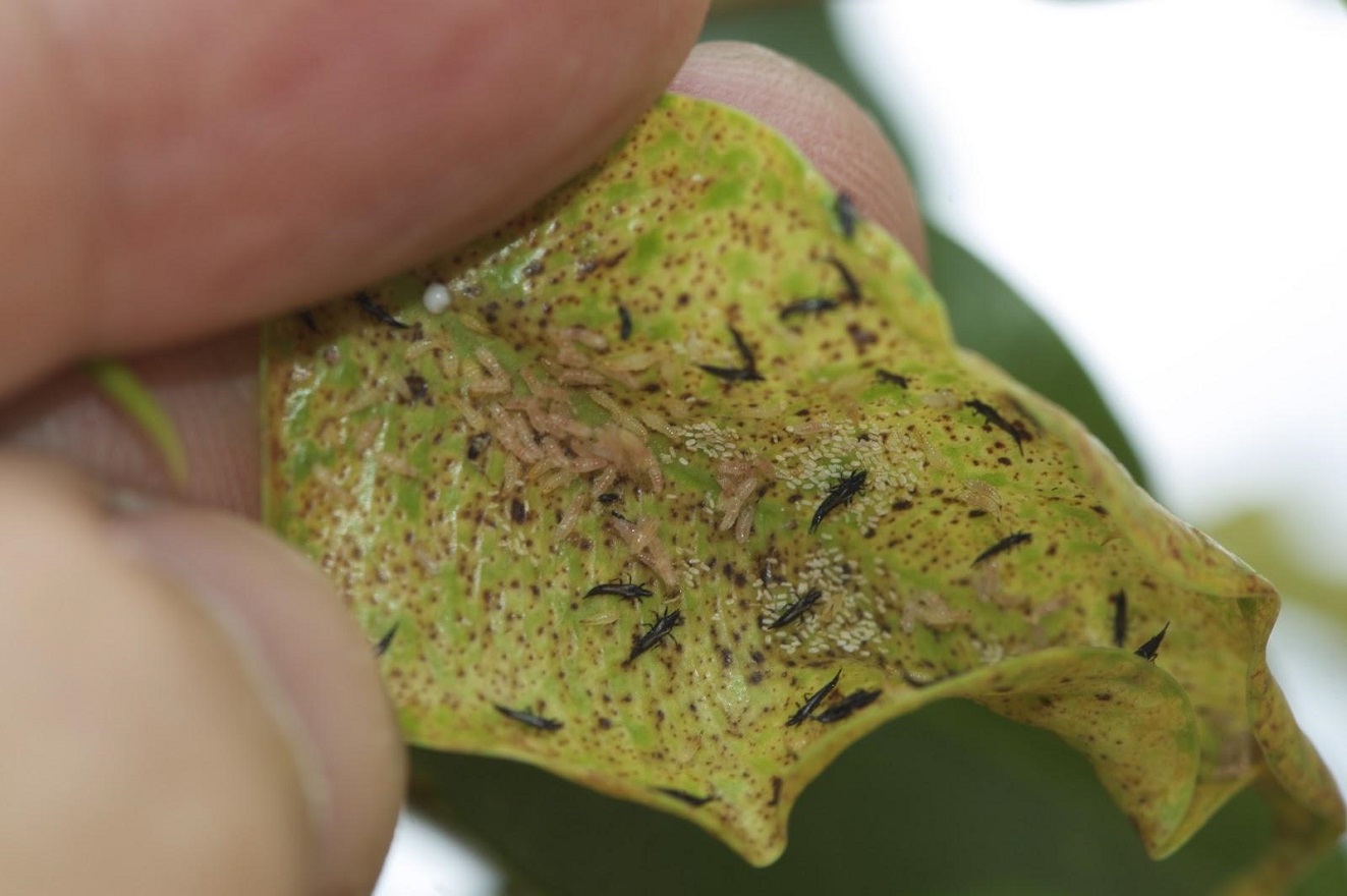 Thrips Control Methods - How to Get Rid of Thrips on Plants?