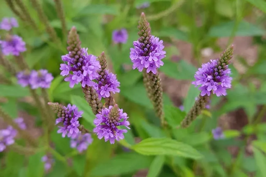 Verbena propagation – how to multiply vervain plants?