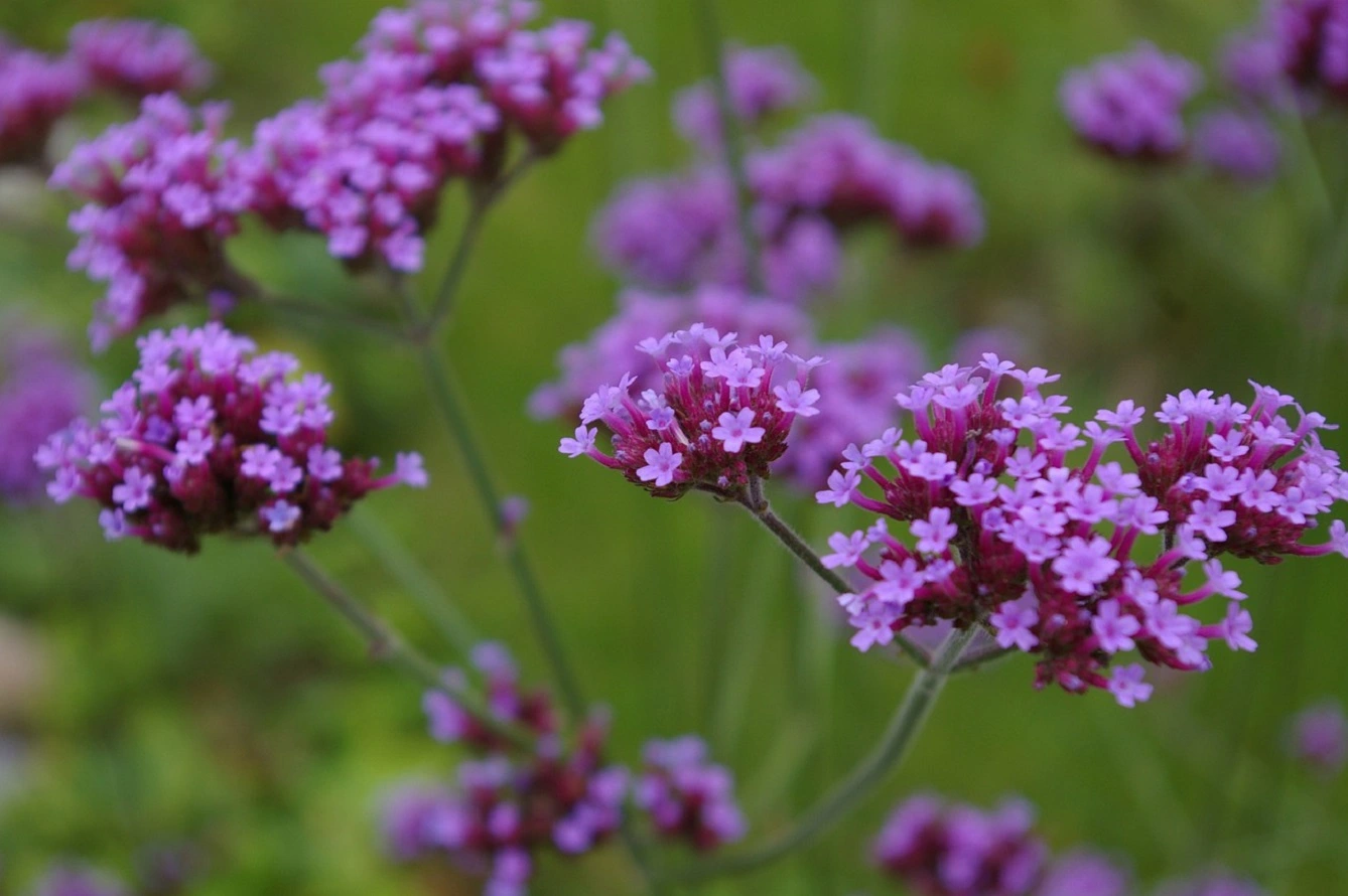 Growing Verbena - Learn All About Vervain Benefits and Plant Care