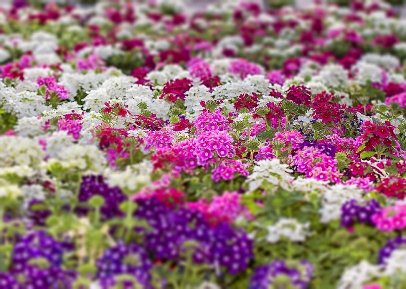 Verbena plant care and cultivation