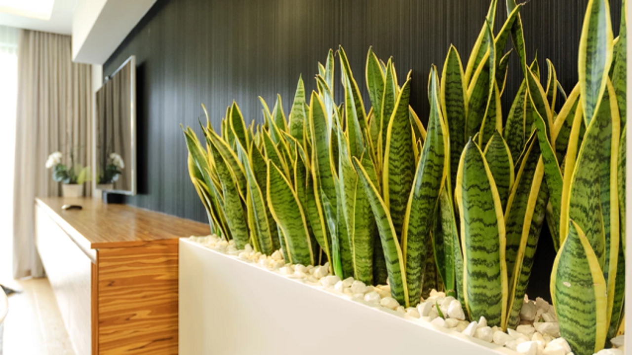 What kind of plant is Sansevieria?