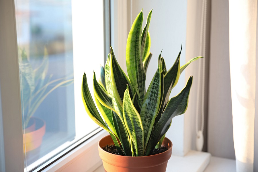 Snake plant - what happens if you overwater it?