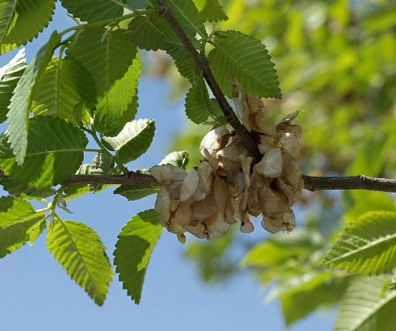 What does Siberian elm look like, and what are its characteristic features?