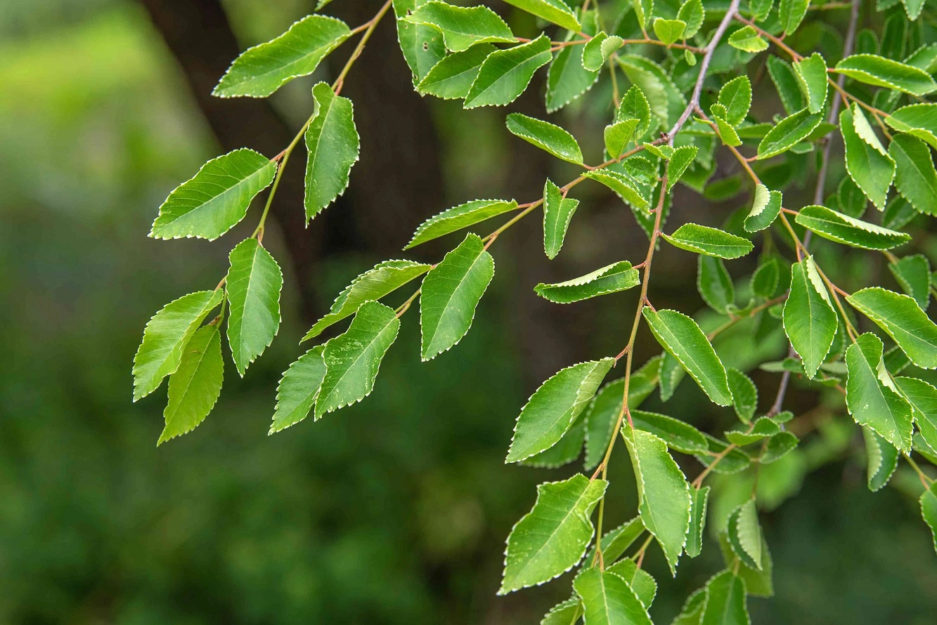 Siberian Elm Tree - Facts, Characteristics, How-to Care Guide