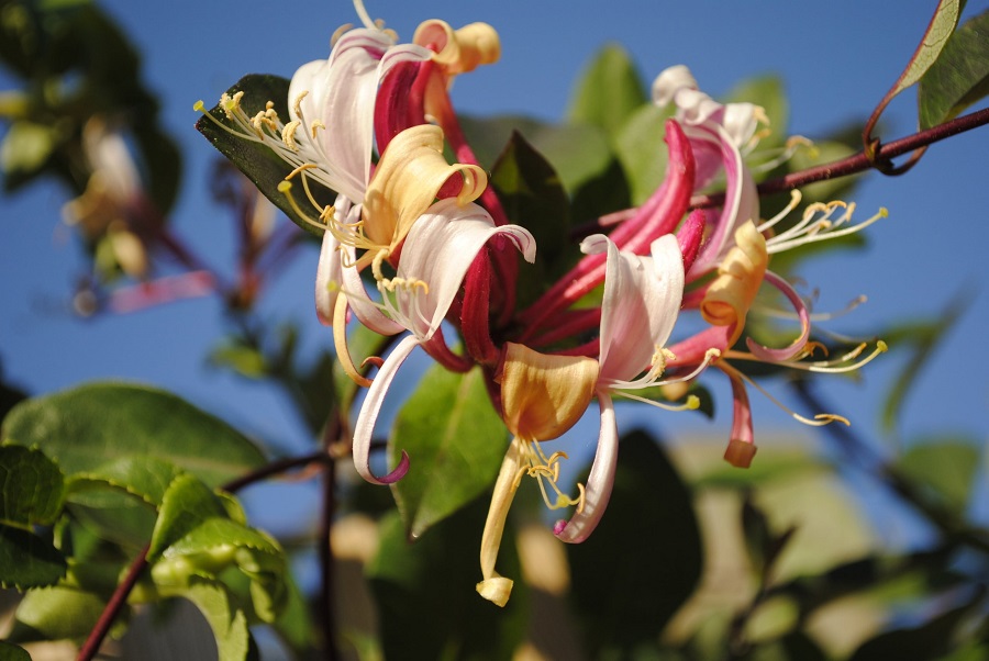 Honeysuckle – what kind of plant is it?