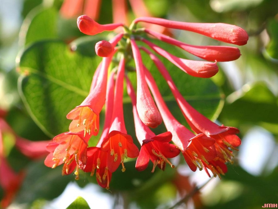 Honeysuckle – the most commonly cultivated varieties
