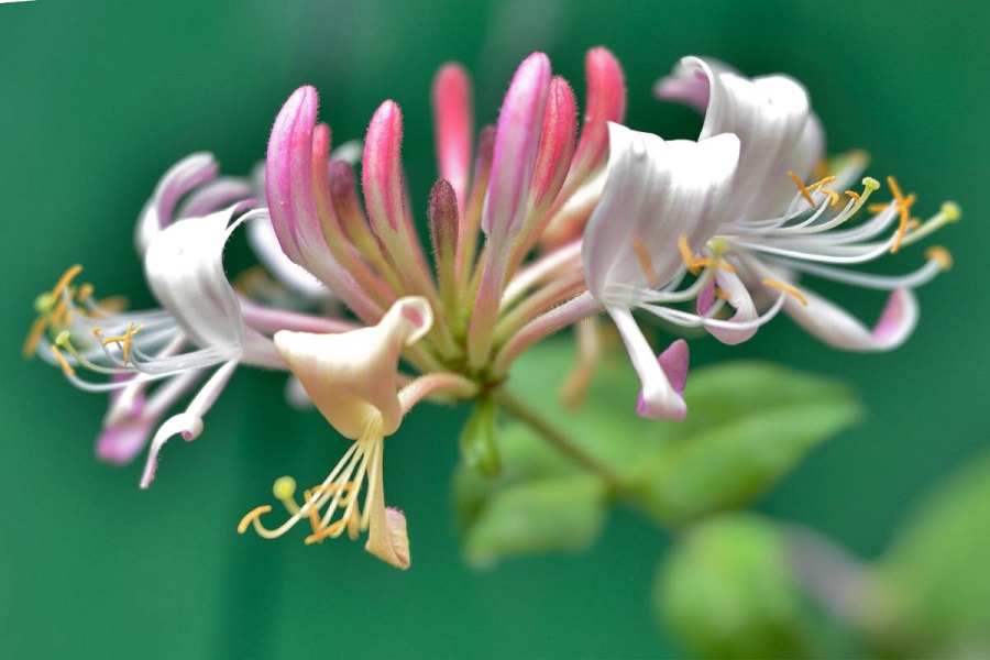Honeysuckle – pruning and other care treatments