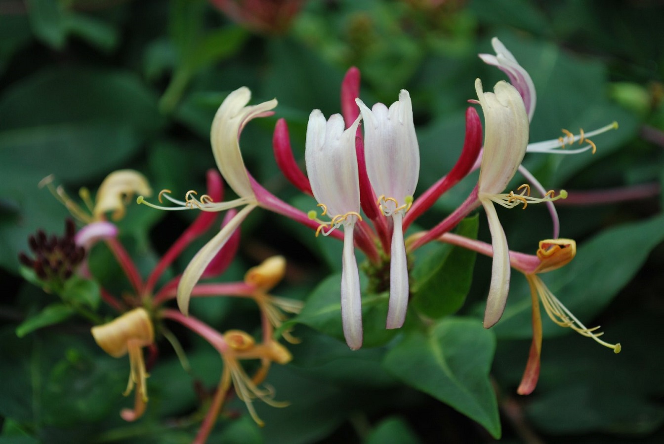Honeysuckle Vine - Learn How to Care for Woodbine Plant