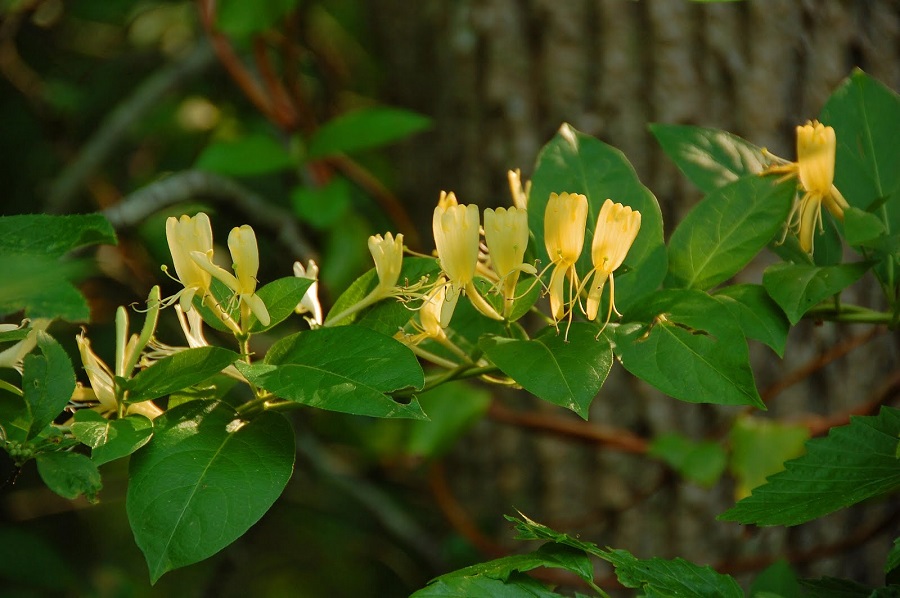What is the best location for a honeysuckle?