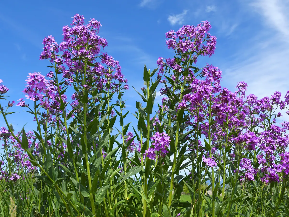Dame's Rocket - How to Grow and Care for Hesperis Matronalis