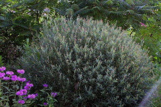 Purple willow - garden shrub