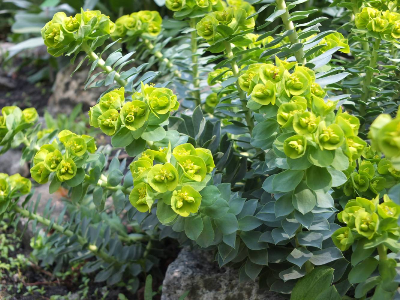 Myrtle spurge - piante rampicanti popolari da coltivare in un giardino roccioso