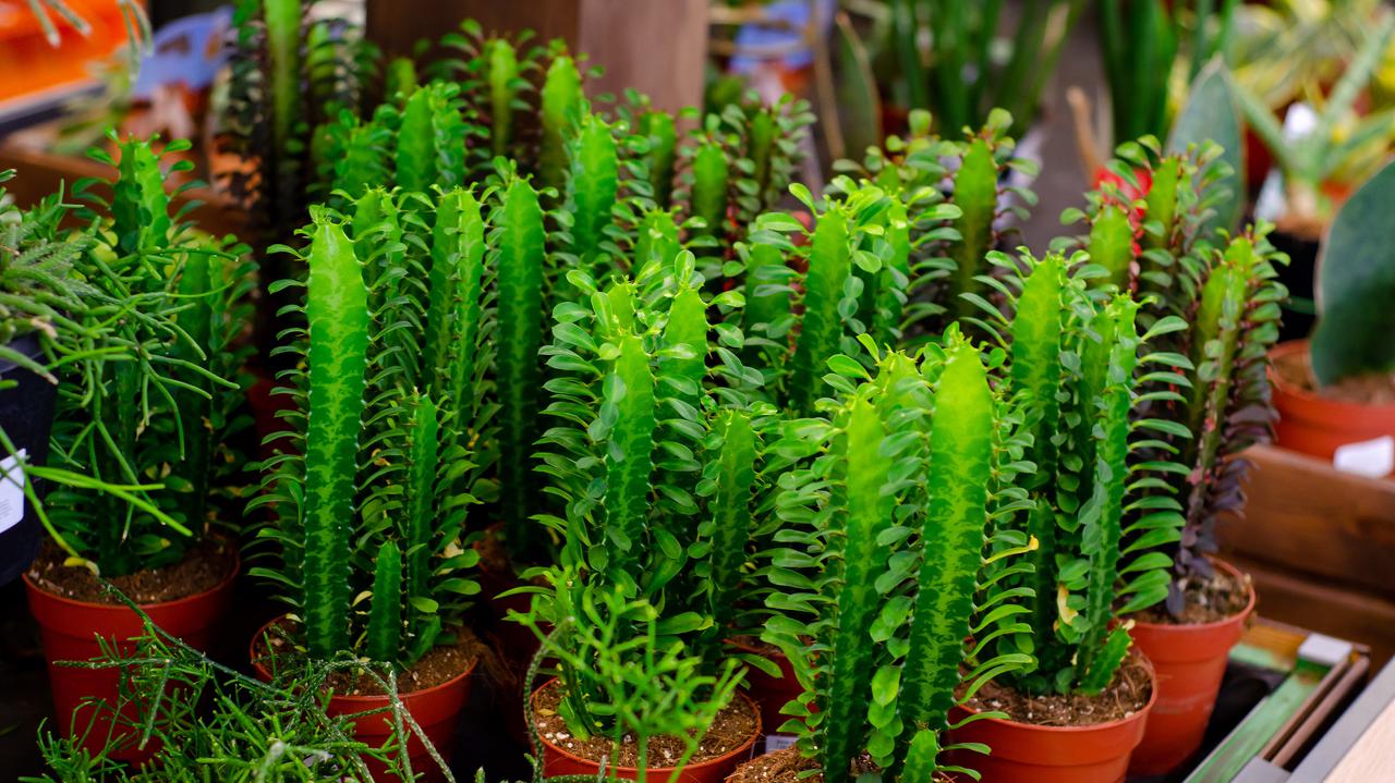 Wilczomlecz trójżebrowy - Euphorbia trigona
