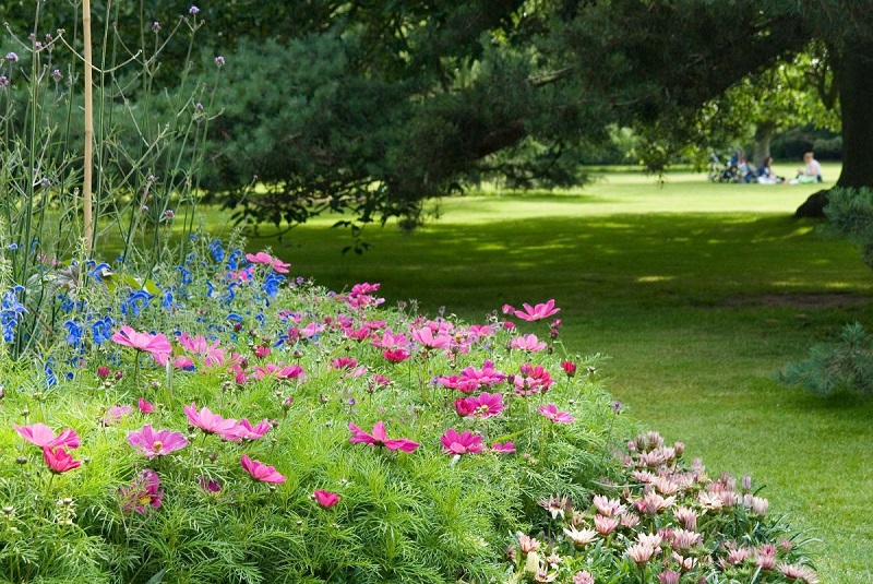 Fiori di primavera in giardino - rosa e blu