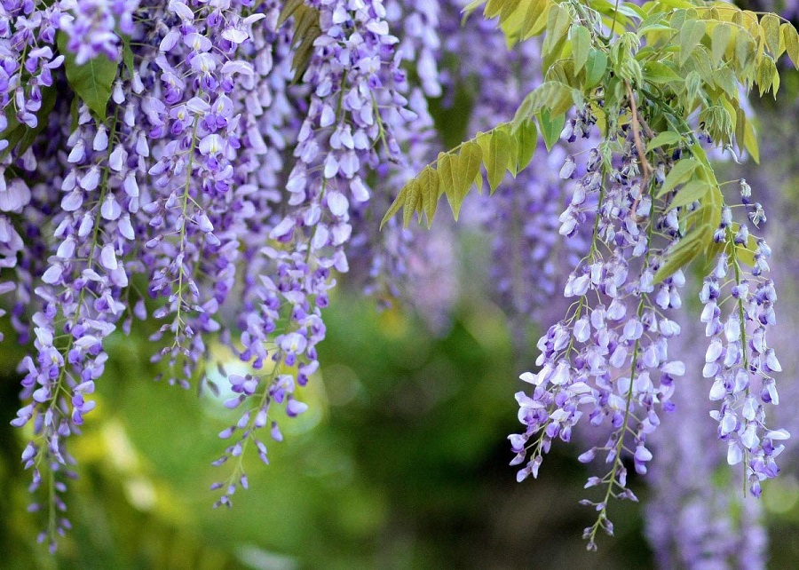 Wisteria – what are the origins of this plant?