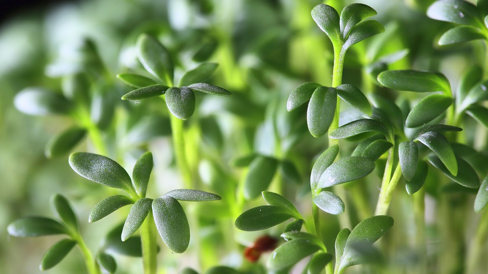 What are the benefits of garden cress?
